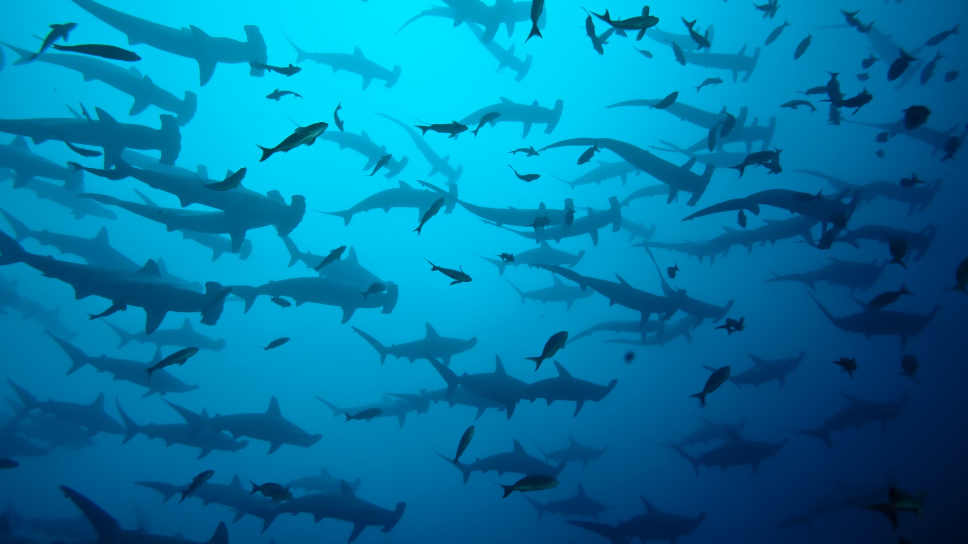 The Aqua World - Cocos Island Diving - HD Wallpaper 