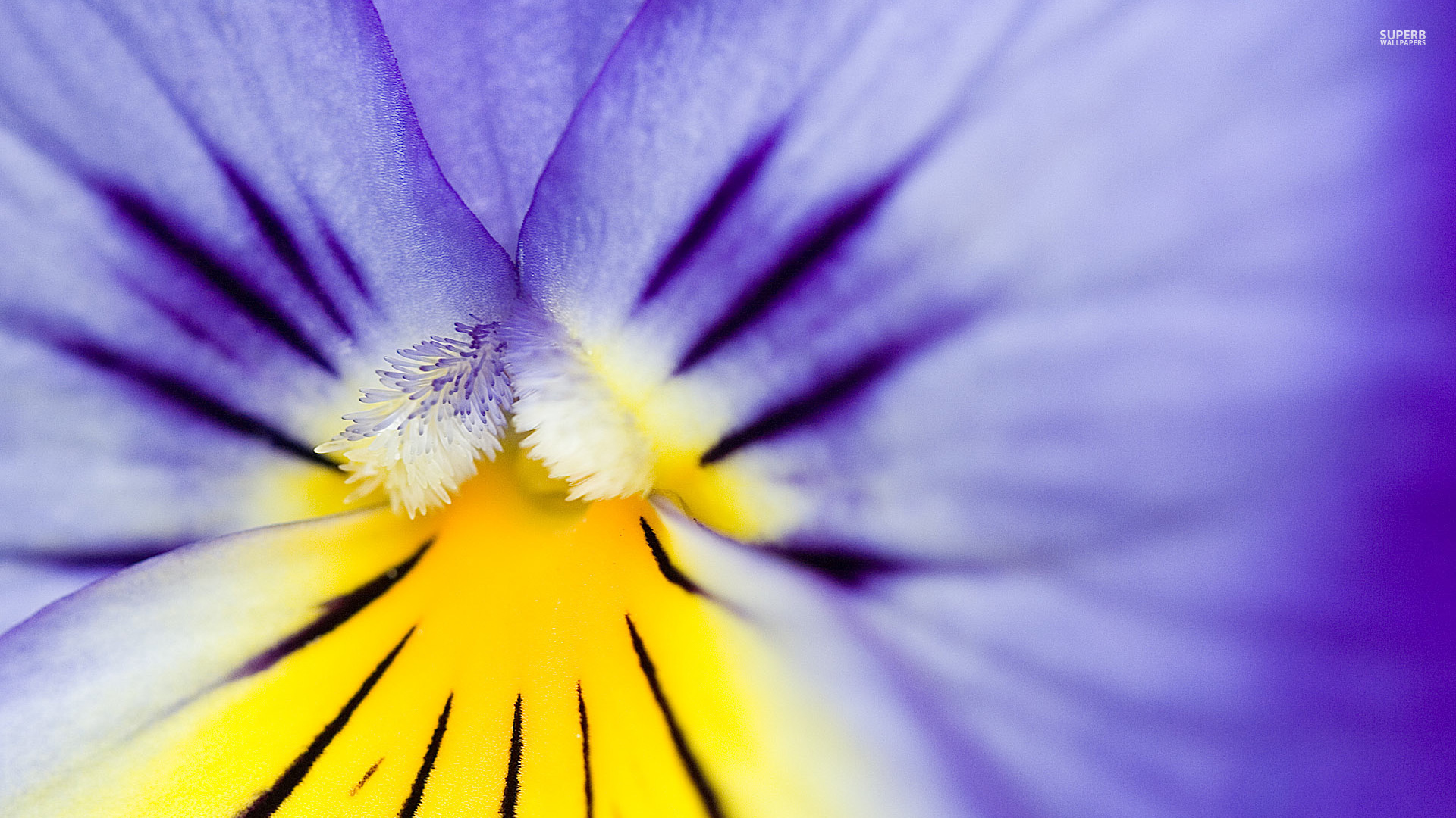Flowers Yellow And Purple - HD Wallpaper 