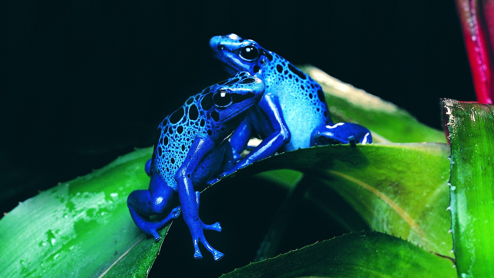 La Rana Flecha Azul - HD Wallpaper 