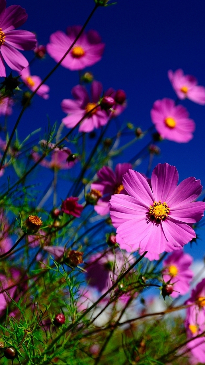 Good Morning Image For Wife Hd - HD Wallpaper 