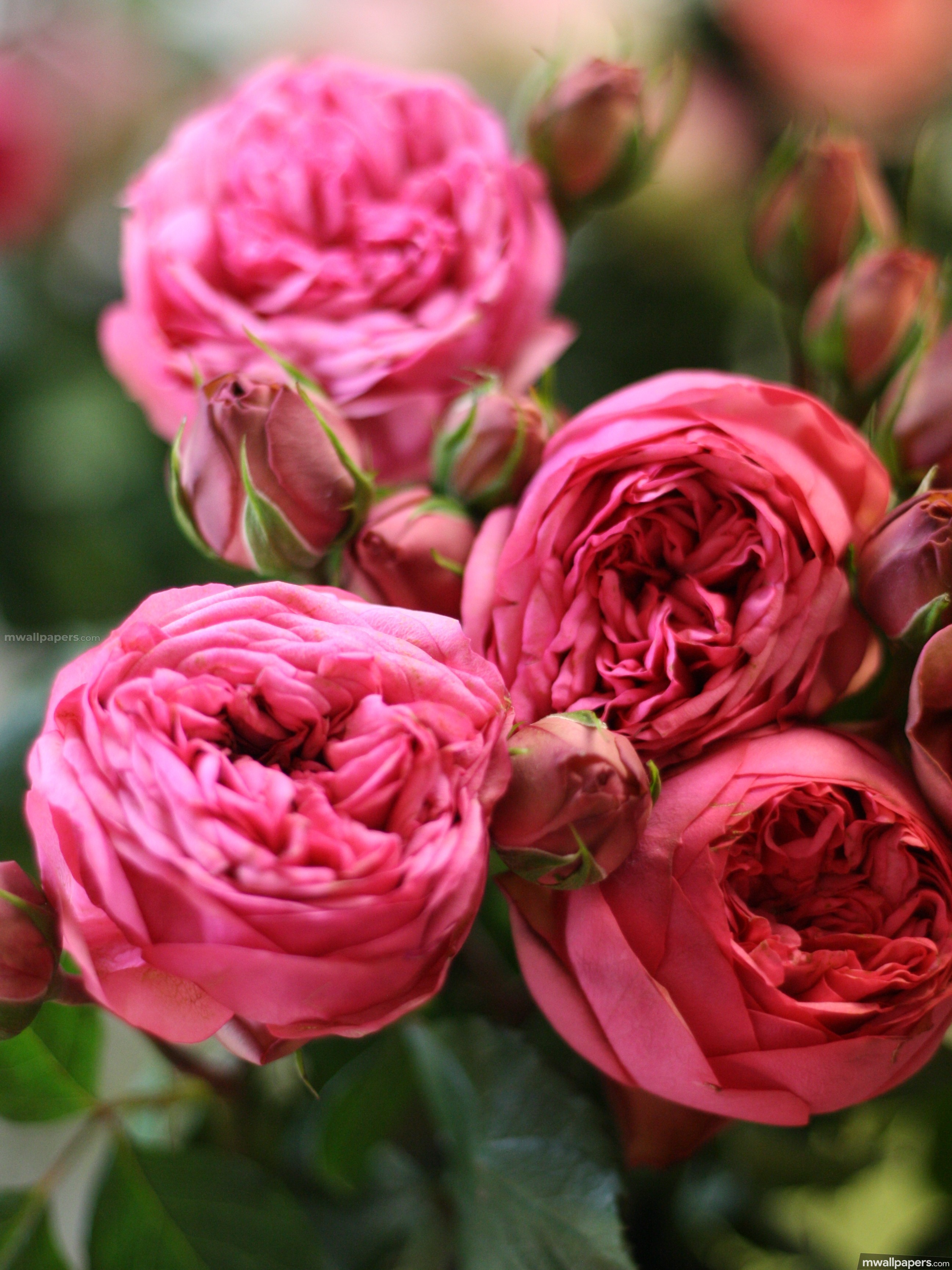 Roses Beautiful Hd Photos (16210) - Dark Pink Garden Rose - HD Wallpaper 
