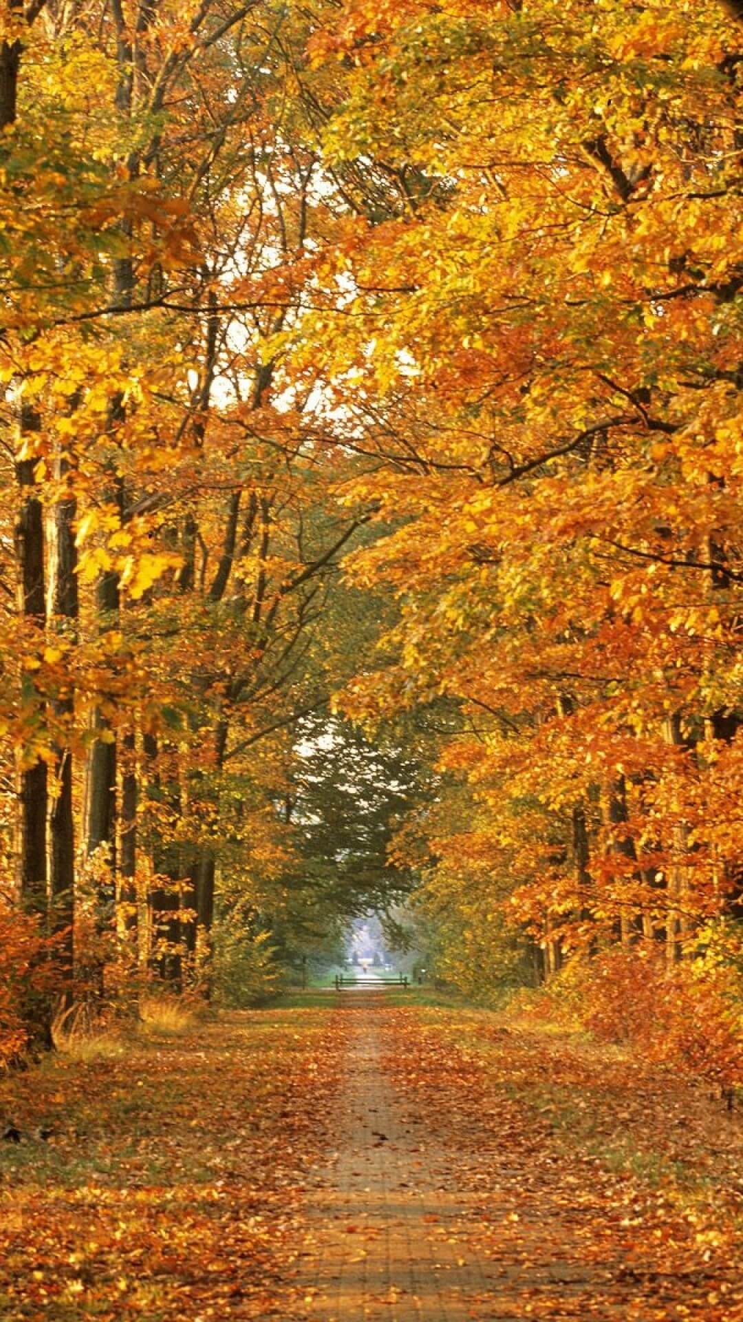 Fall Iphone Wallpaper Hd 1080p - Autumn Hd Wallpaper 1080p For Iphone - HD Wallpaper 