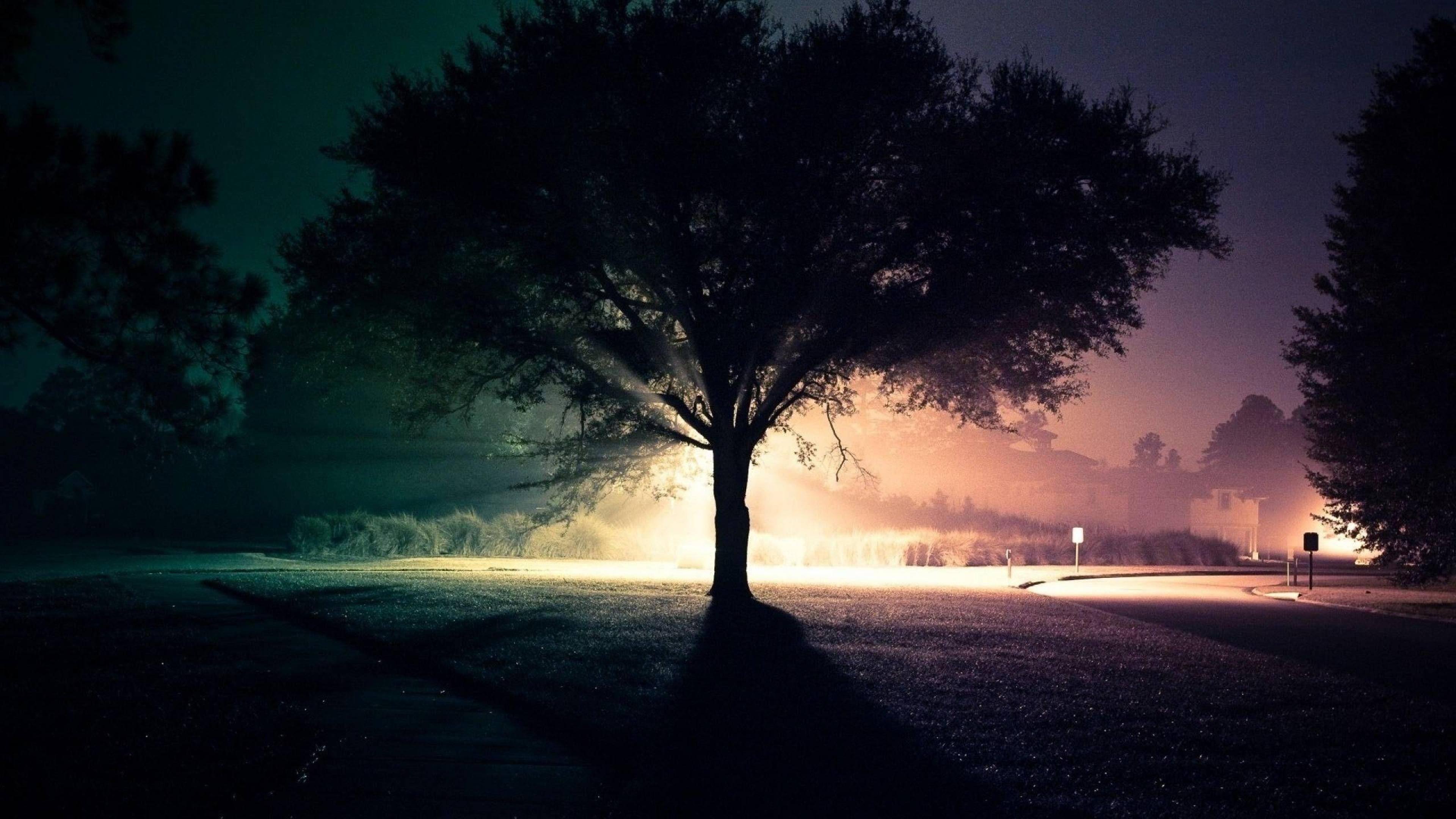 Night Tree Wallpaper Hd - HD Wallpaper 