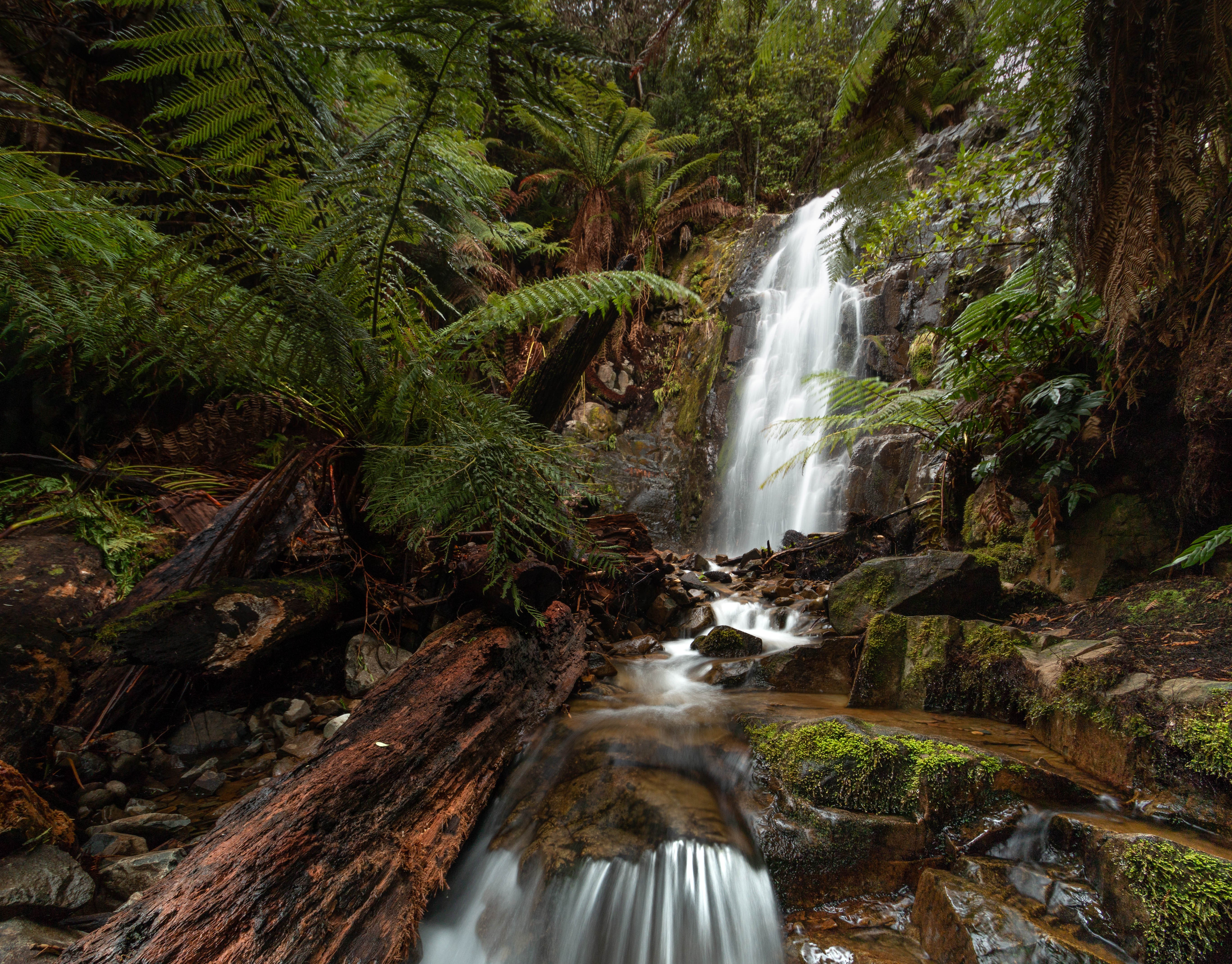 Waterfalls In The Forest Free Background Images Wallpaper - Myrtle Forest Tasmania - HD Wallpaper 