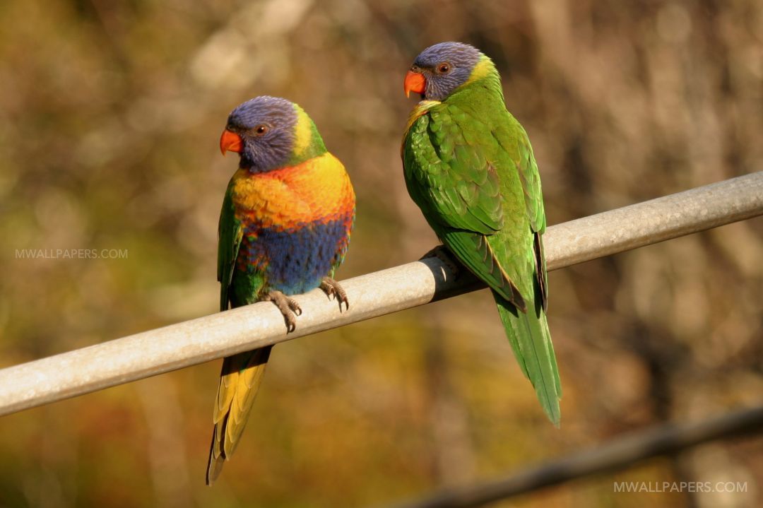 Birds Beautiful Hd Photos (12442) - Rainbow Lorikeet Birds - HD Wallpaper 