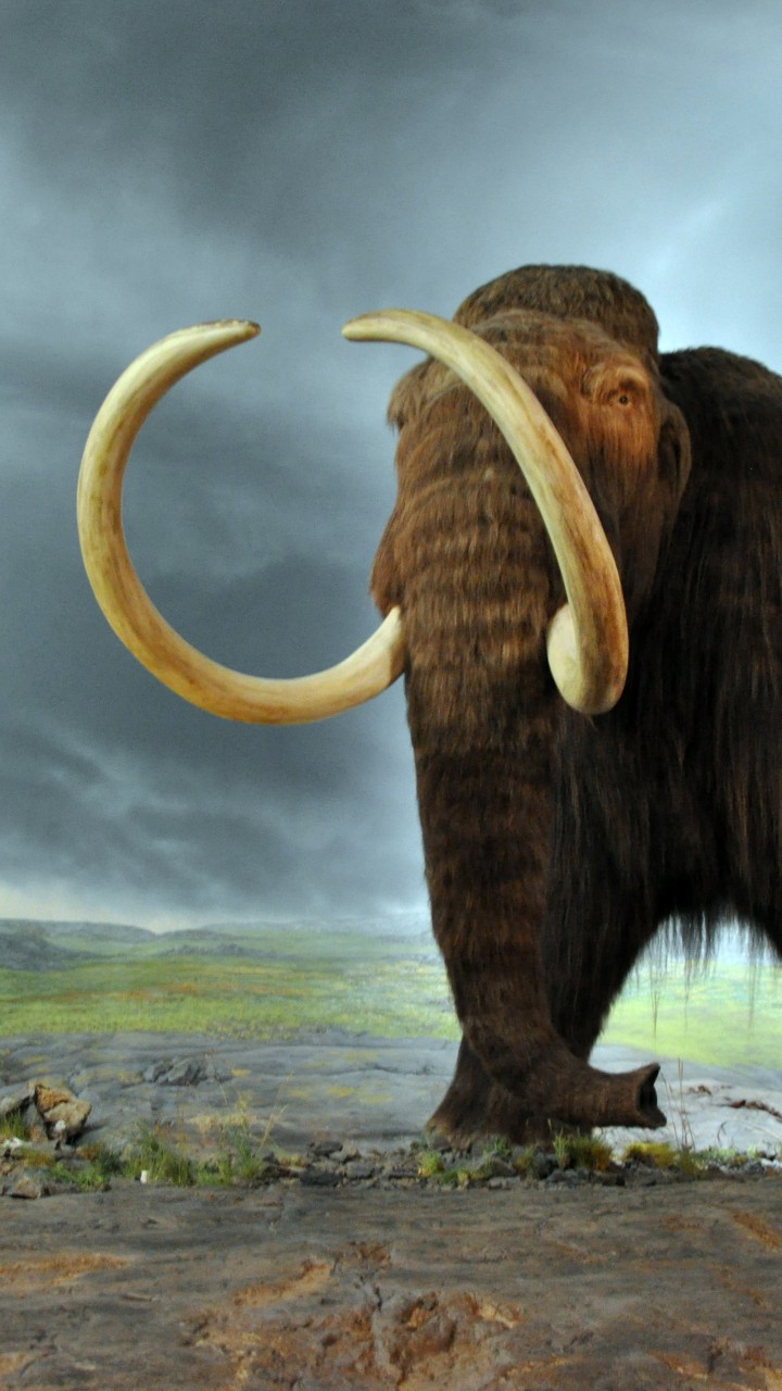 Wooly Mammoth African Elephants - HD Wallpaper 