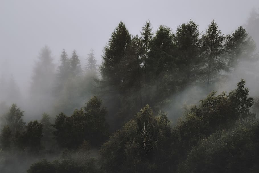 Trees Fog - HD Wallpaper 