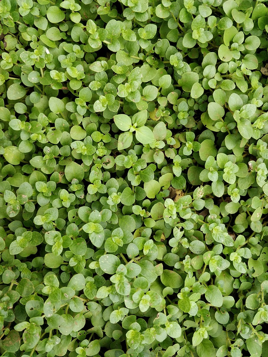 Grass - HD Wallpaper 