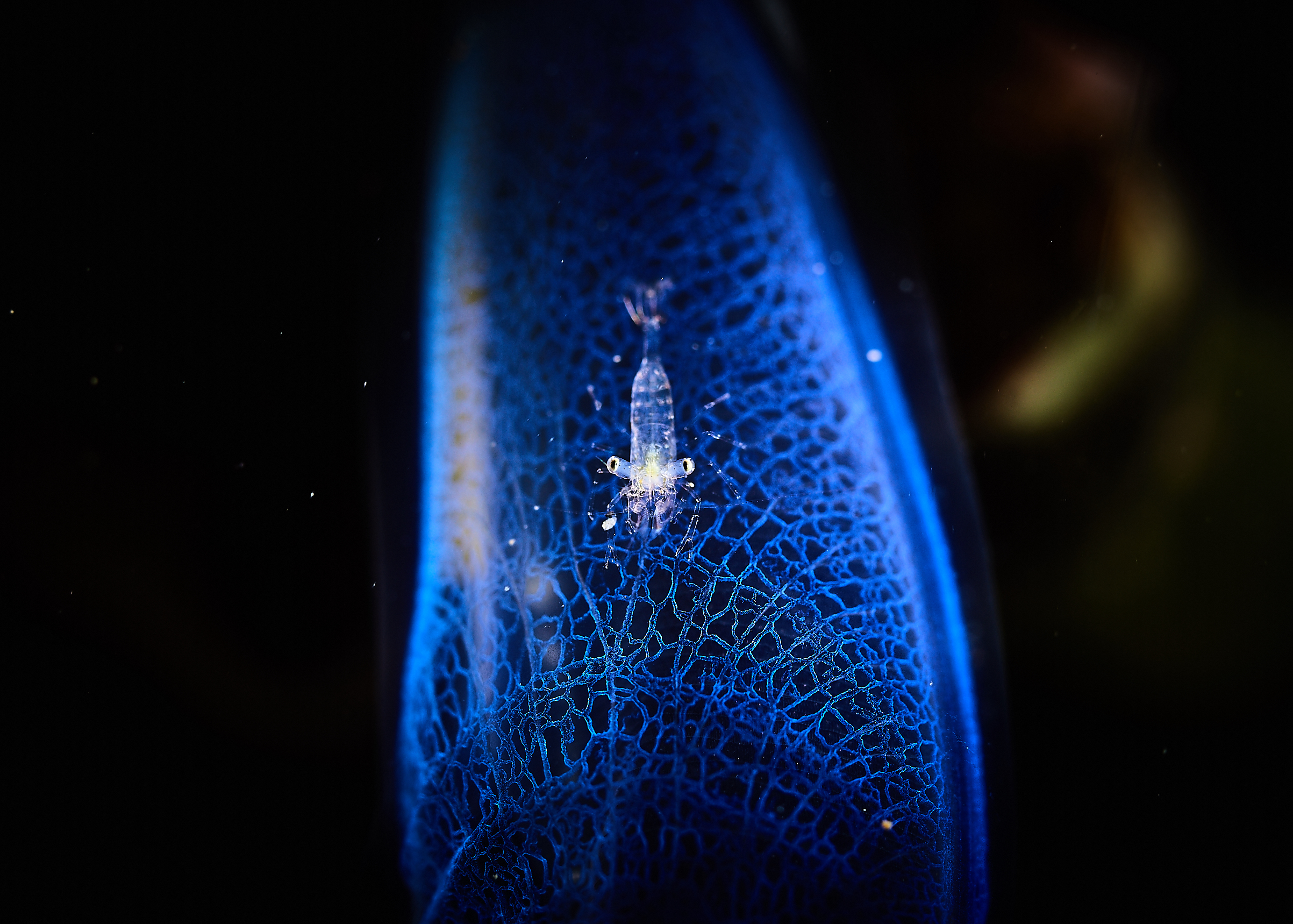 Best Pixel 2 Xl - HD Wallpaper 