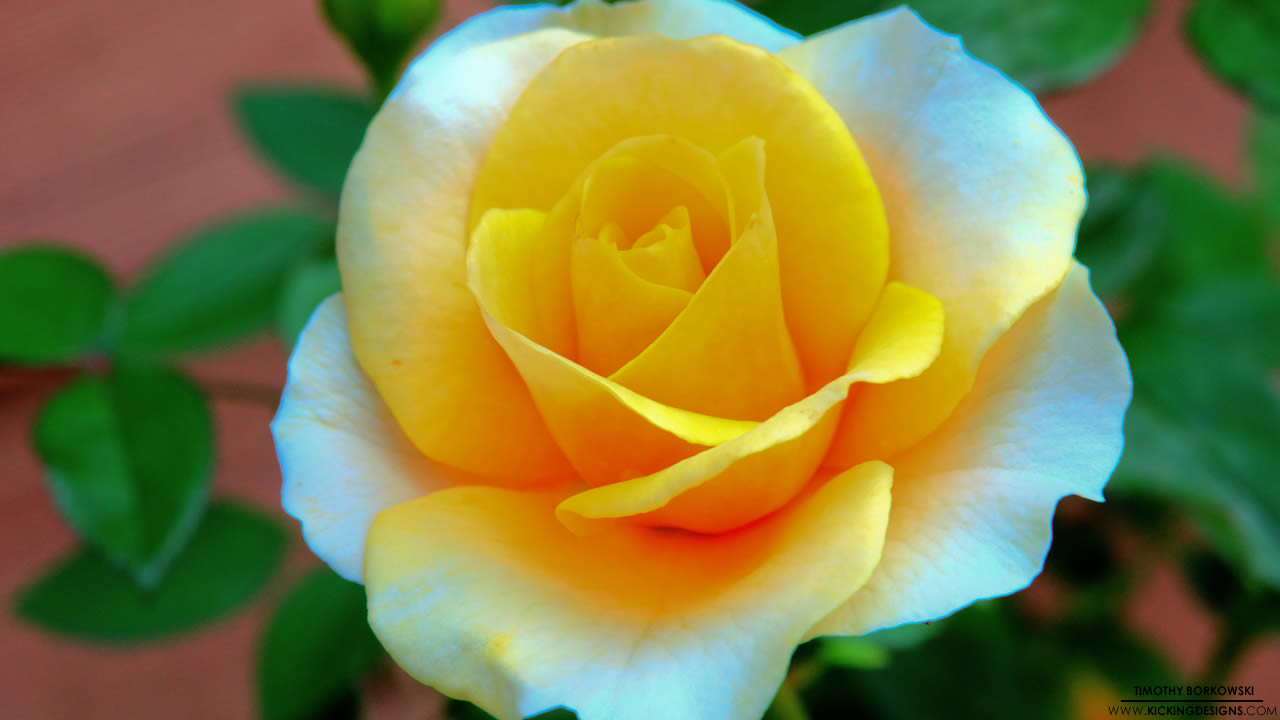 Flowers Wallpaper For Tablet - HD Wallpaper 