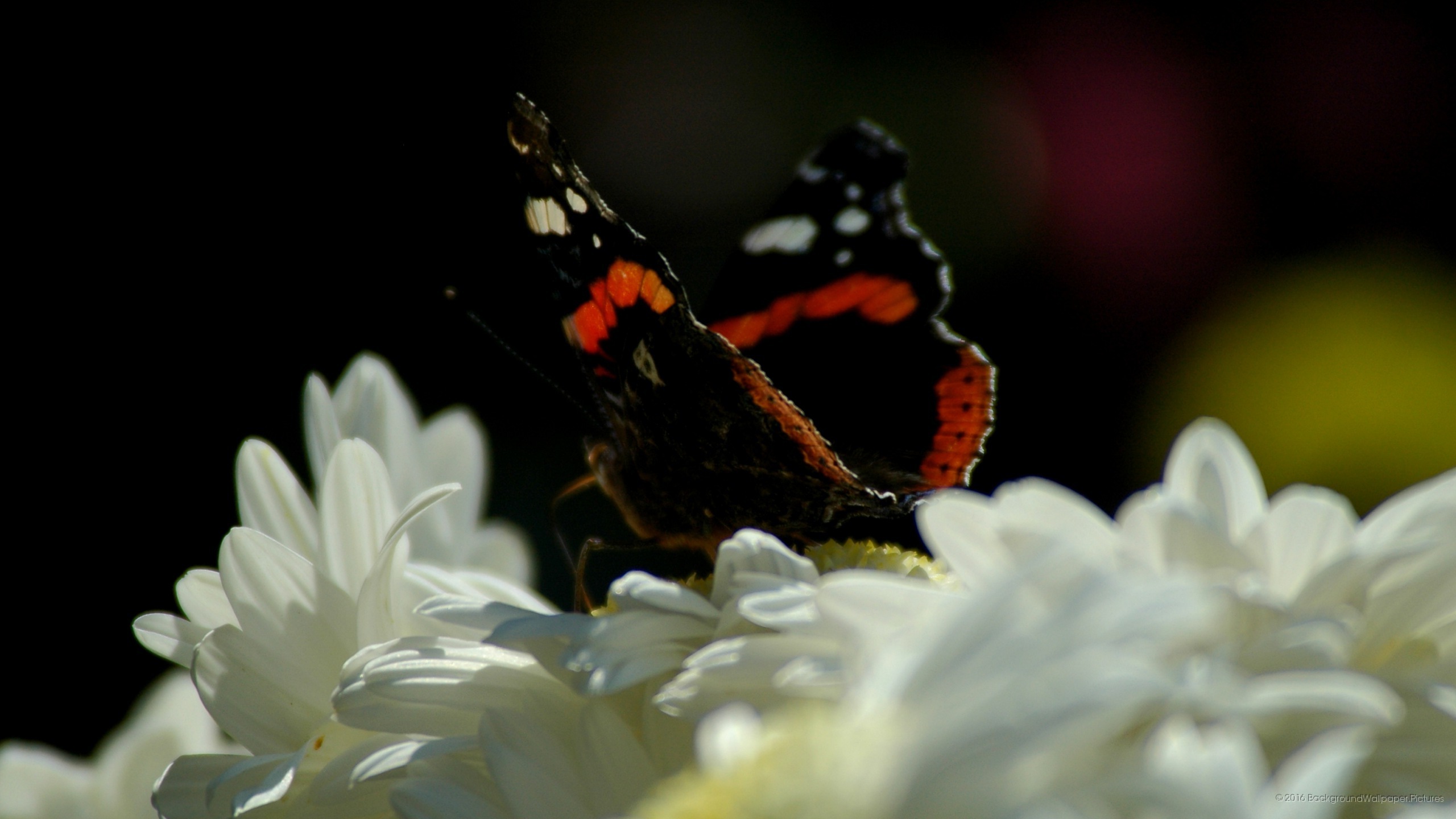Wqhd 1440p - Vanessa Atalanta - HD Wallpaper 