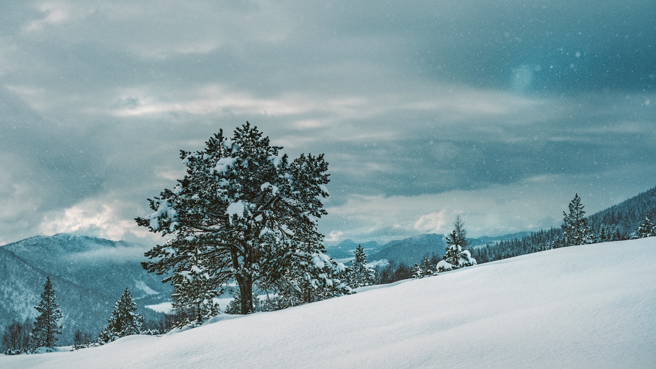 Wallpaper Tree, Snow, Winter - Galaxy J5 Wallpaper Snow - HD Wallpaper 