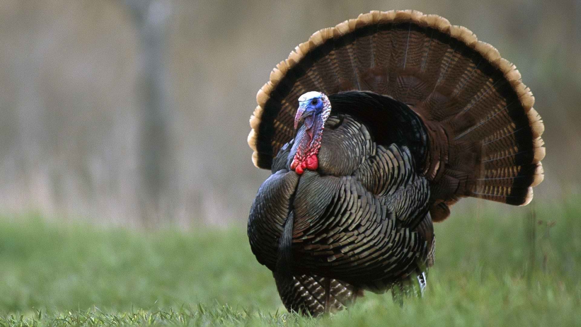 Turkey Bird Images Hd - HD Wallpaper 