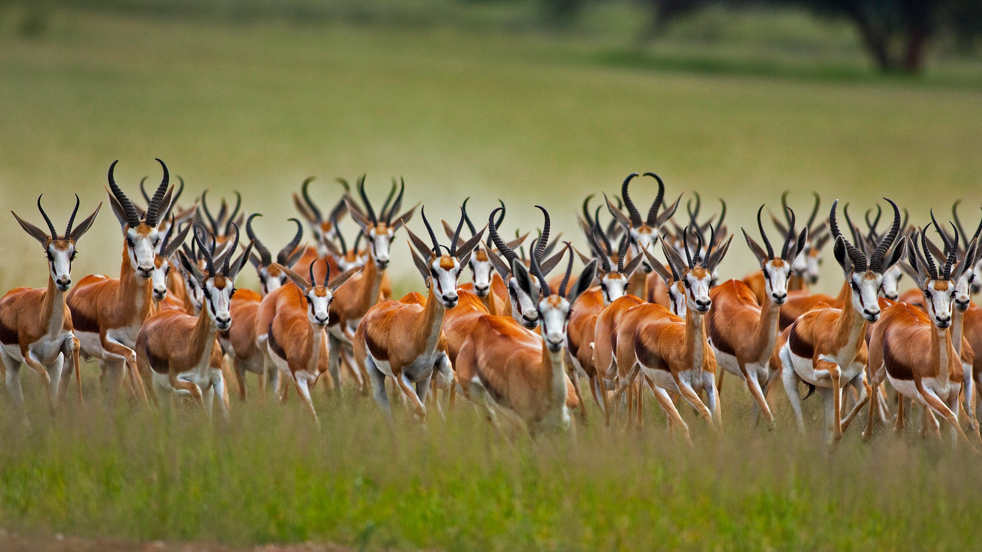 Wallpaper Springbok Herd, Wildlife Photography - Full Hd Wildlife Photography - HD Wallpaper 