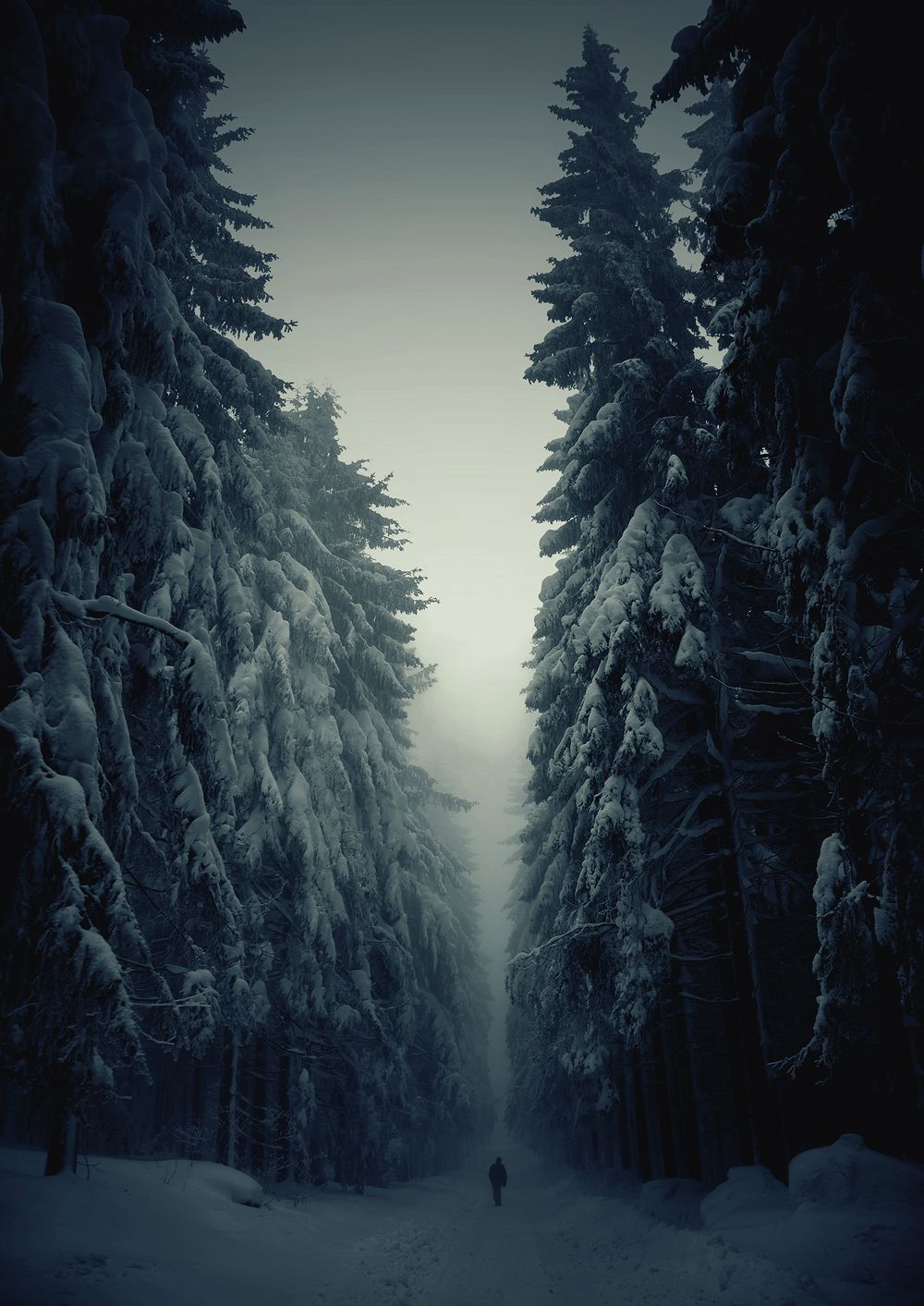 Snow Forest In Czech Republic - HD Wallpaper 