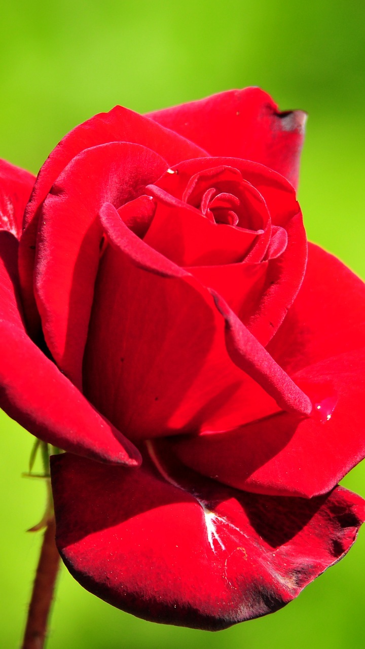Hd Wallpapers Free Download - تصویر گل های زیبا برای گوشی - HD Wallpaper 