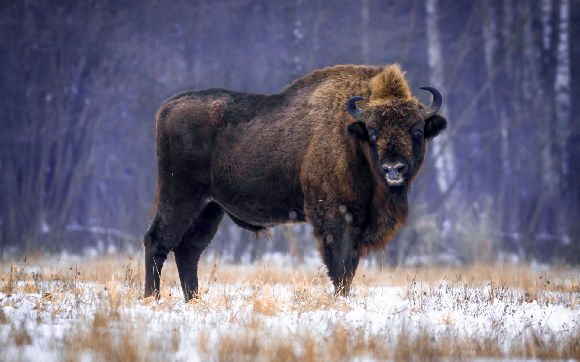 Wallpaper Of Animal, American Bison, Wildlife Background - Bison Backgrounds - HD Wallpaper 