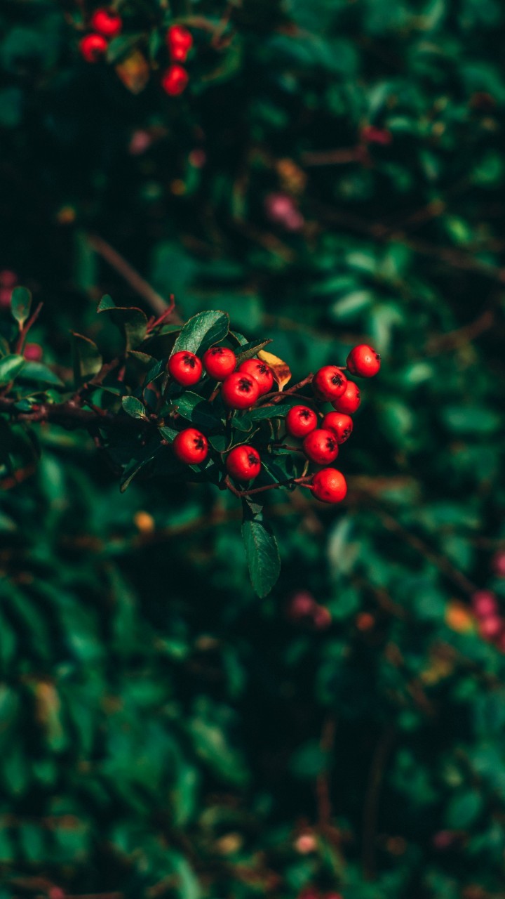 Ashberry, Tree, Leaves - 4k Background Blur Tree - HD Wallpaper 