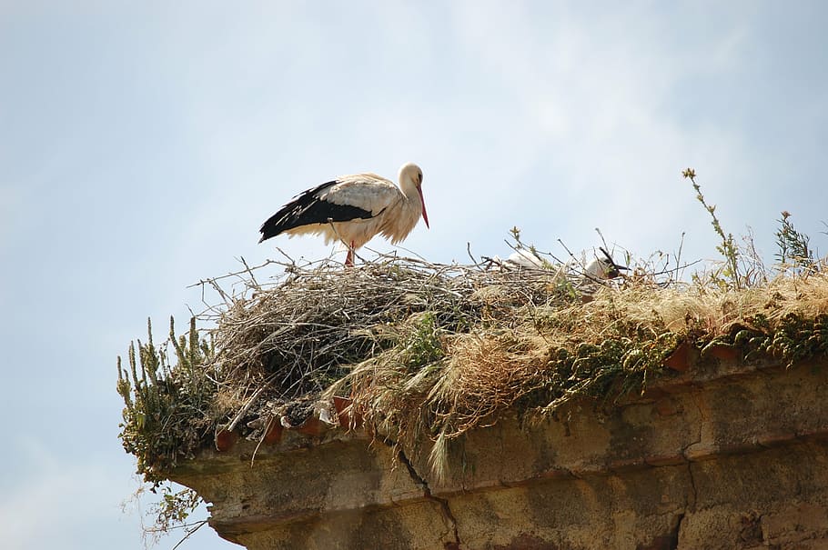 Birds, Stork, Nature, Wildlife, Baby, Animals In The - White Stork - HD Wallpaper 