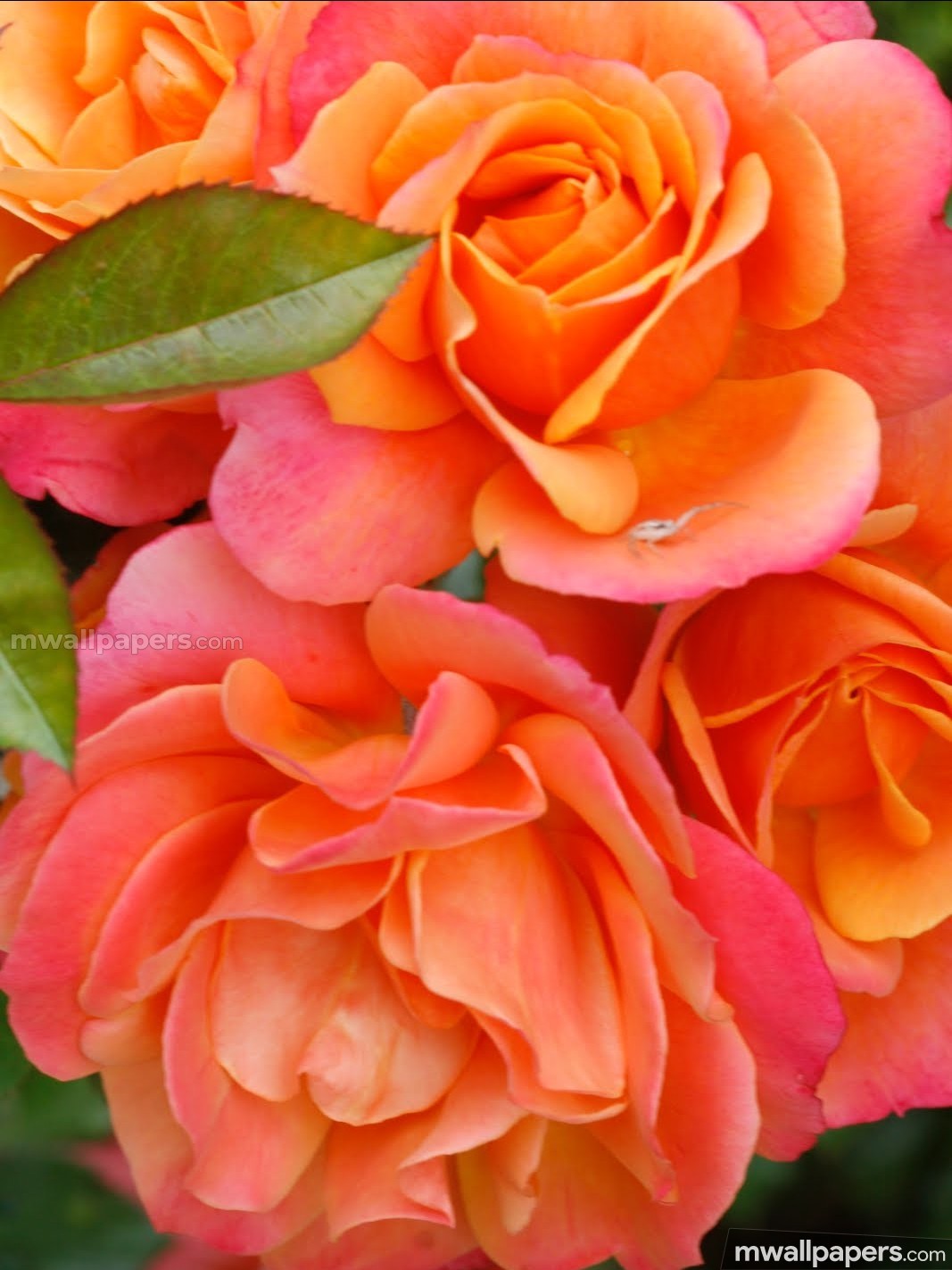 Orange Rose Grown California - HD Wallpaper 