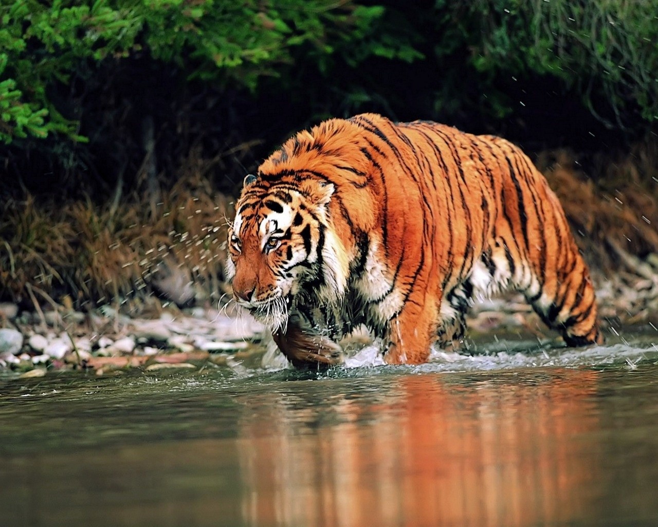 Wild Wallpapers, Rvd29 Collection - HD Wallpaper 