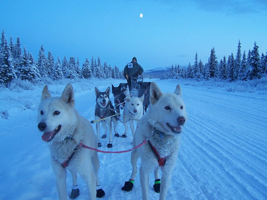 Pack Of Siberian Husky Pull Snow Sled While Man Riding - Last Great Race On Earth - HD Wallpaper 