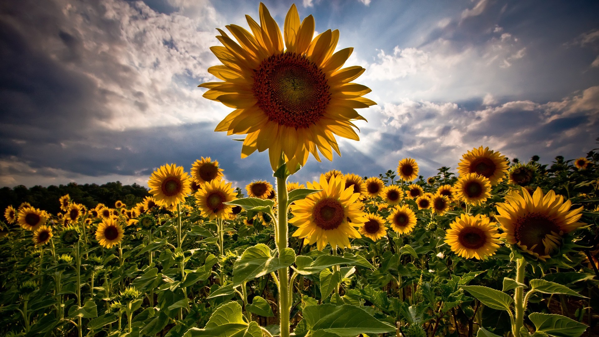 Hd 1080p Wallpapers - HD Wallpaper 