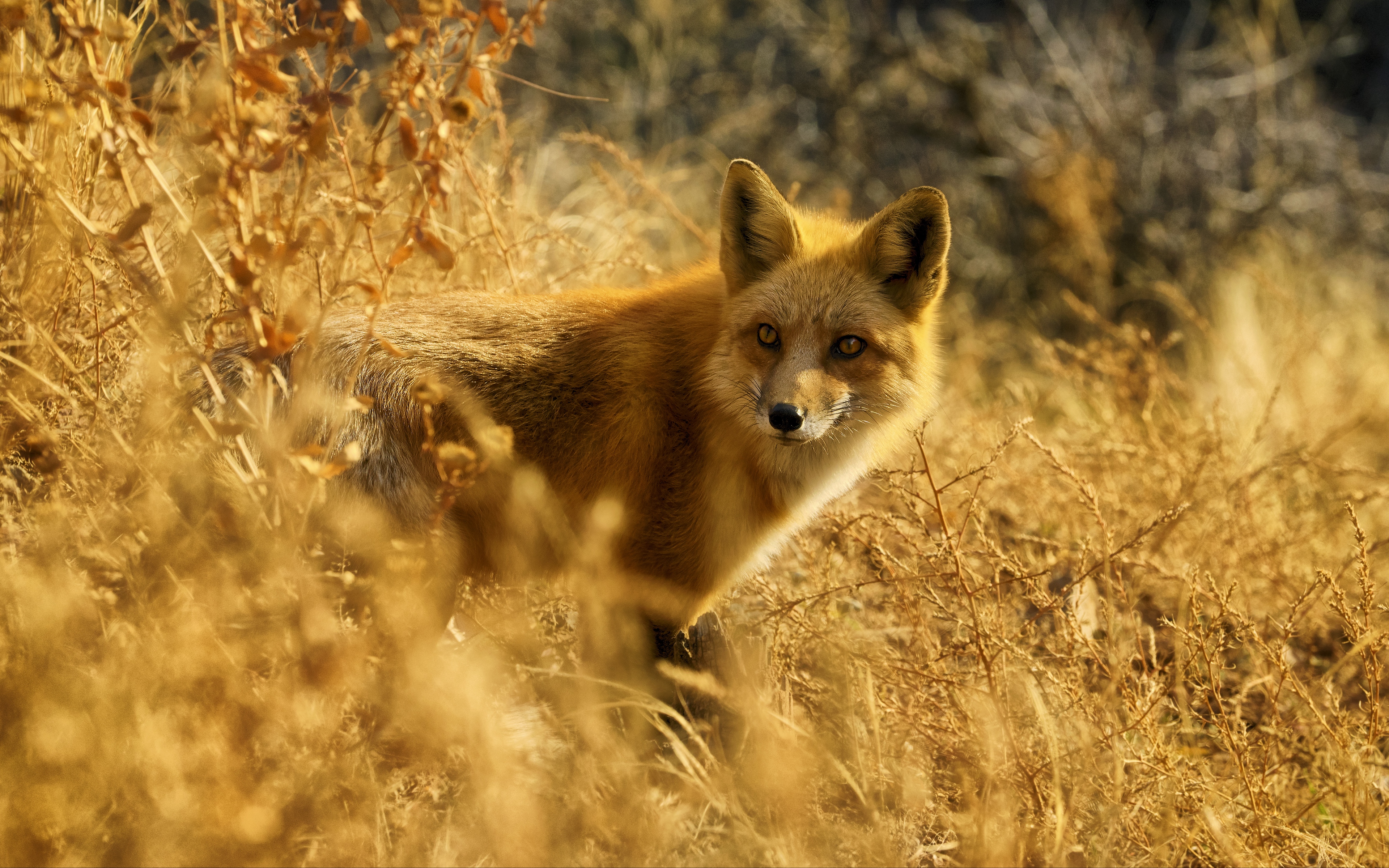 Wallpaper Fox, Look Out, Wildlife - Wildlife Wallpaper 4k - HD Wallpaper 