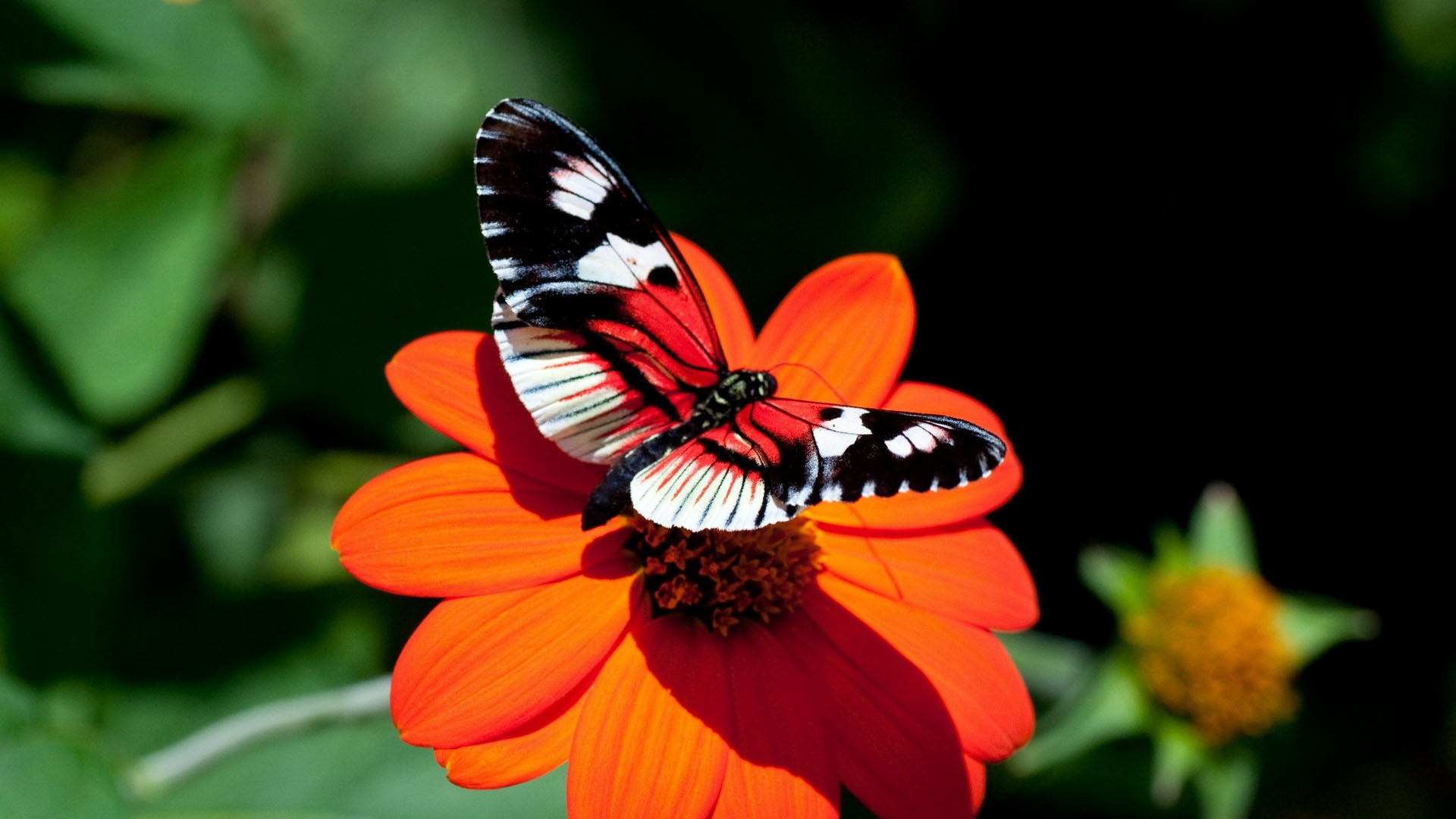 Nice Download 1080p Wallpaper - Real Butterfly Images With Flowers - HD Wallpaper 