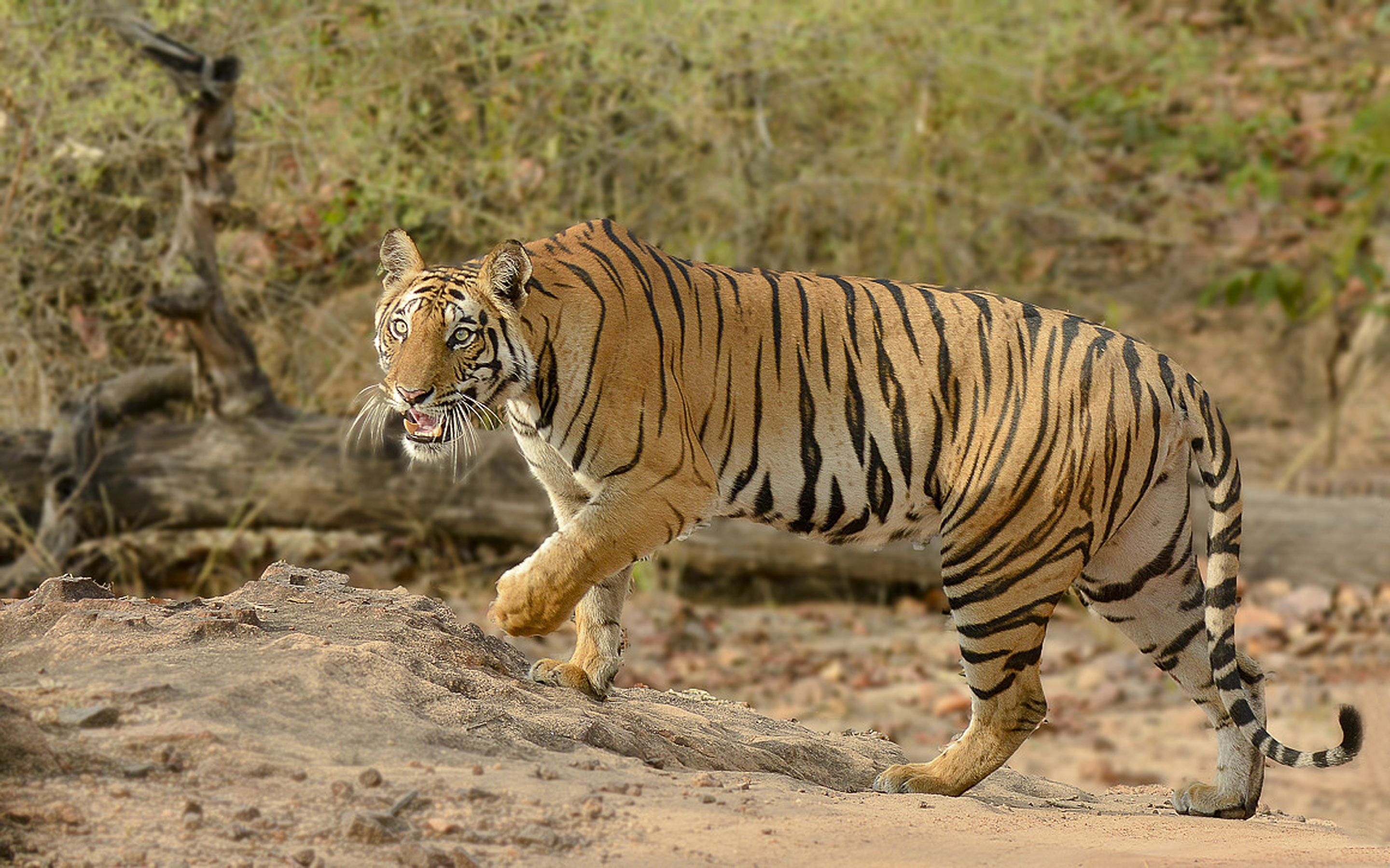 Hd Wild Animals - HD Wallpaper 