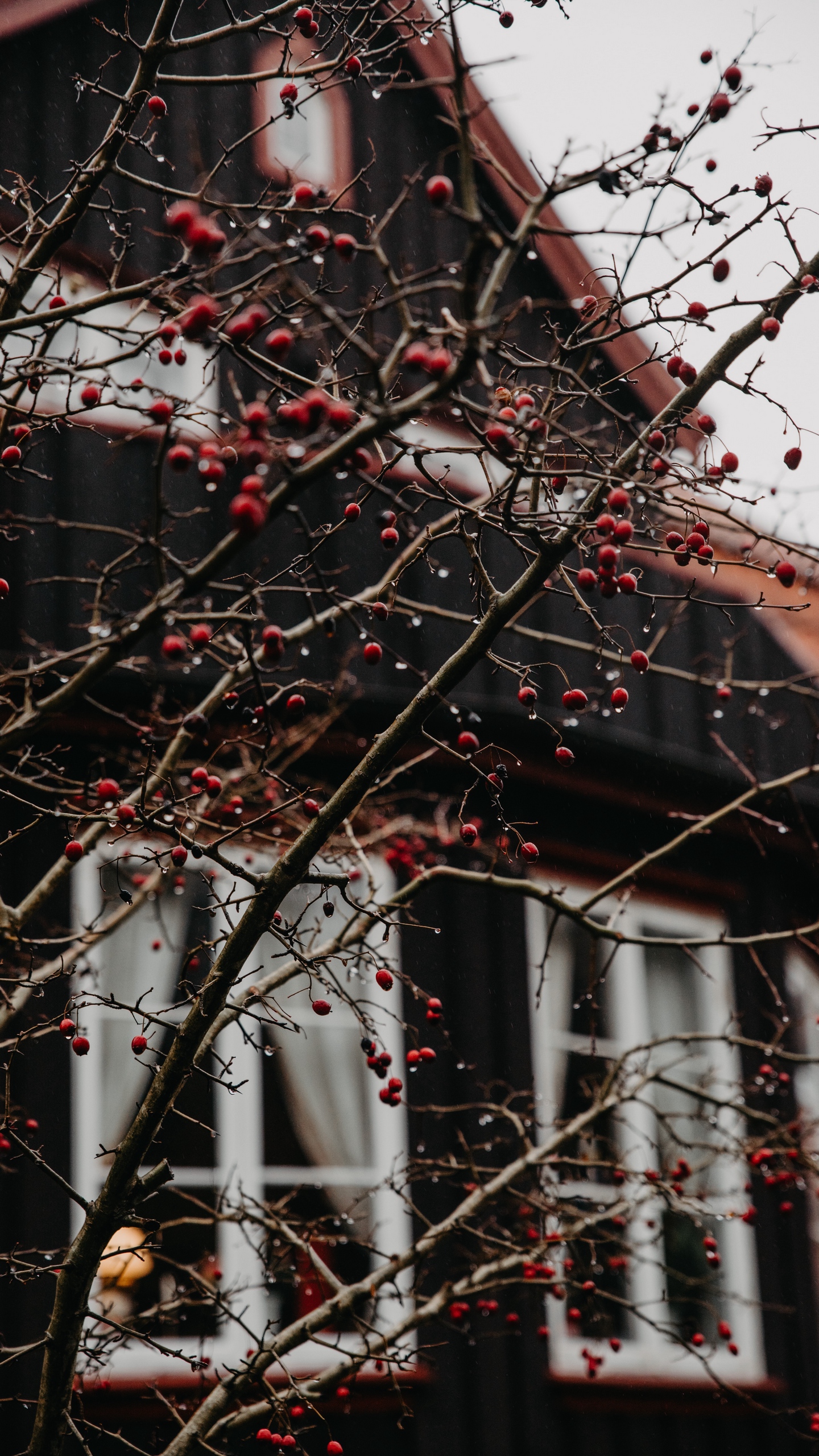 Wallpaper Branches, Berries, Red, Wet, House - Autumn - HD Wallpaper 
