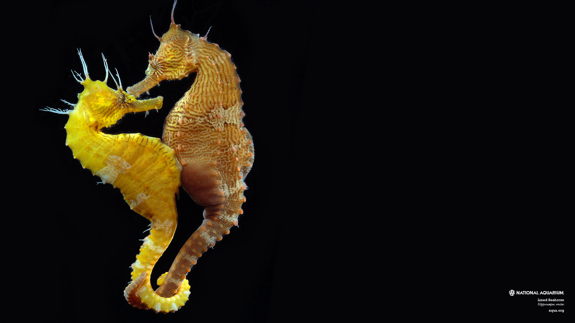 High Resolution Hd Seahorse - HD Wallpaper 