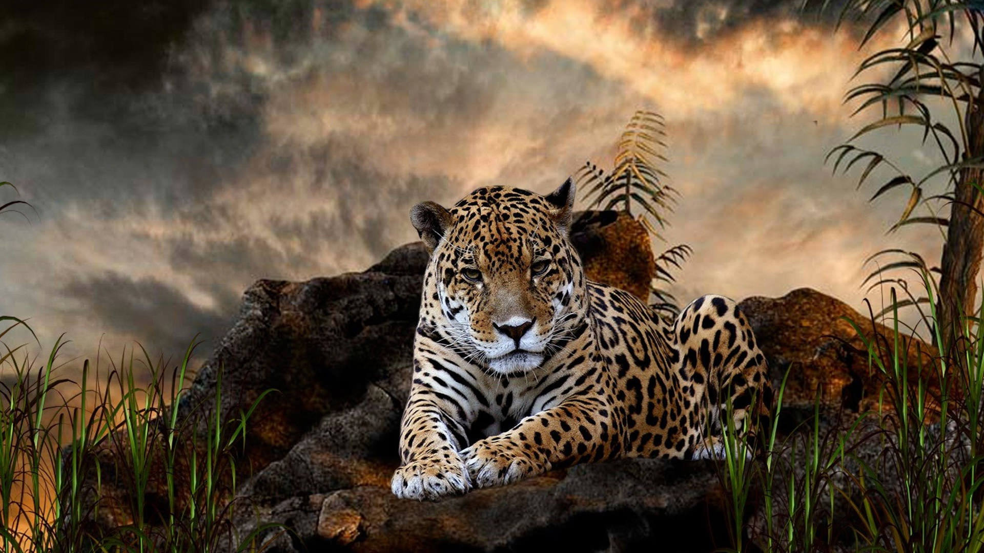 Leopard Wallpapers Hd Pixels Talk - Leopard Wallpaper Hd 1080p - HD Wallpaper 