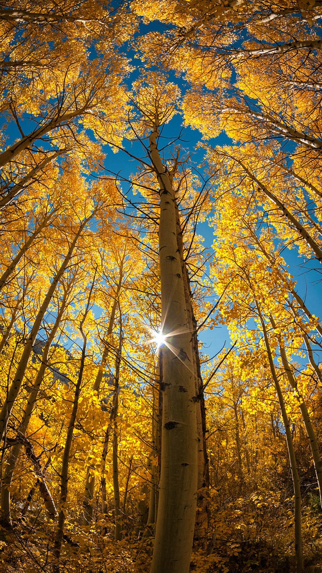 Nature Wallpaper Portrait Hd - 1080x1920 Wallpaper Nature Wallpaper Portrait Hd - 1080x1920 Wallpaper
