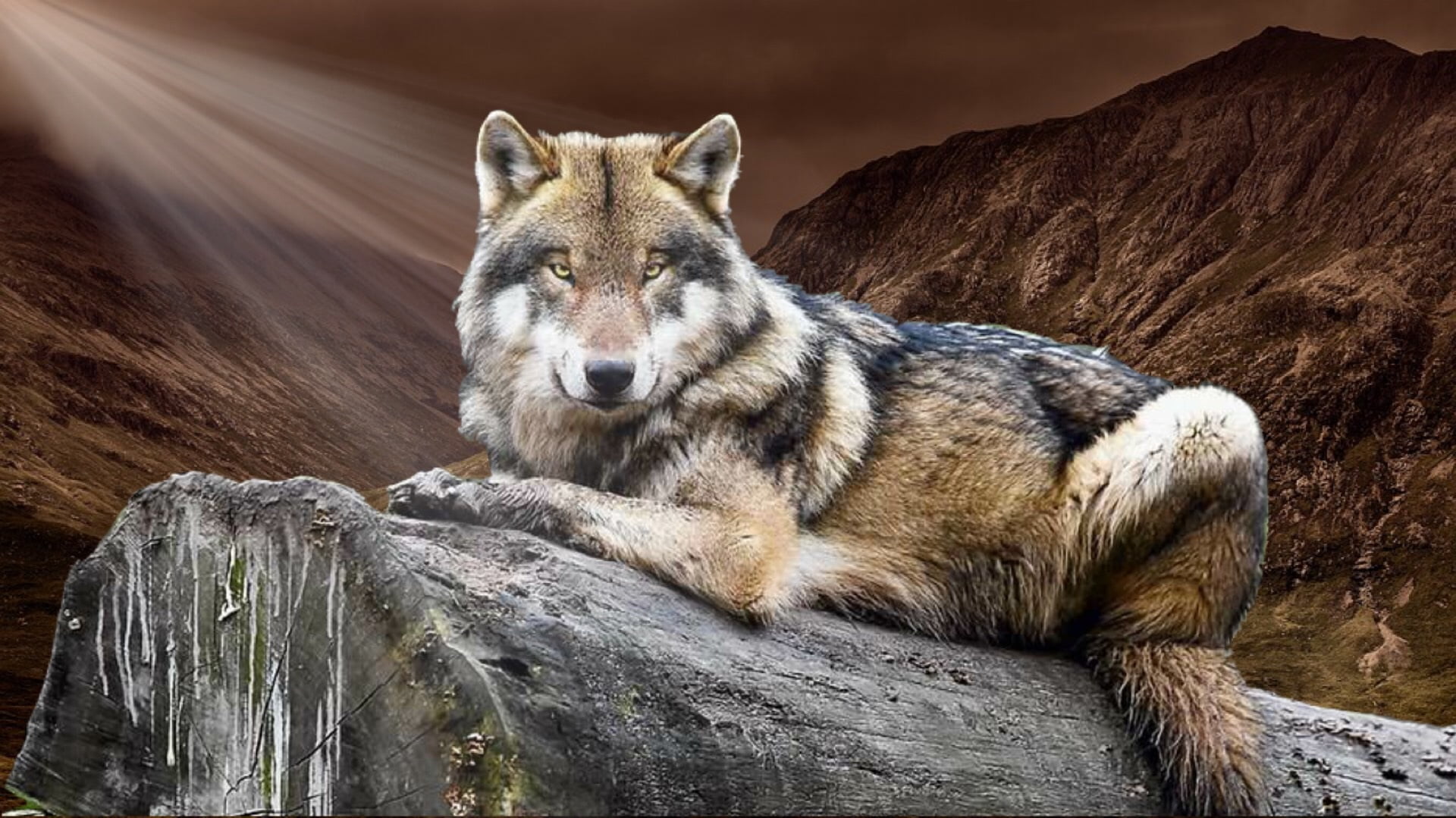 Animal Wolf Nature - HD Wallpaper 