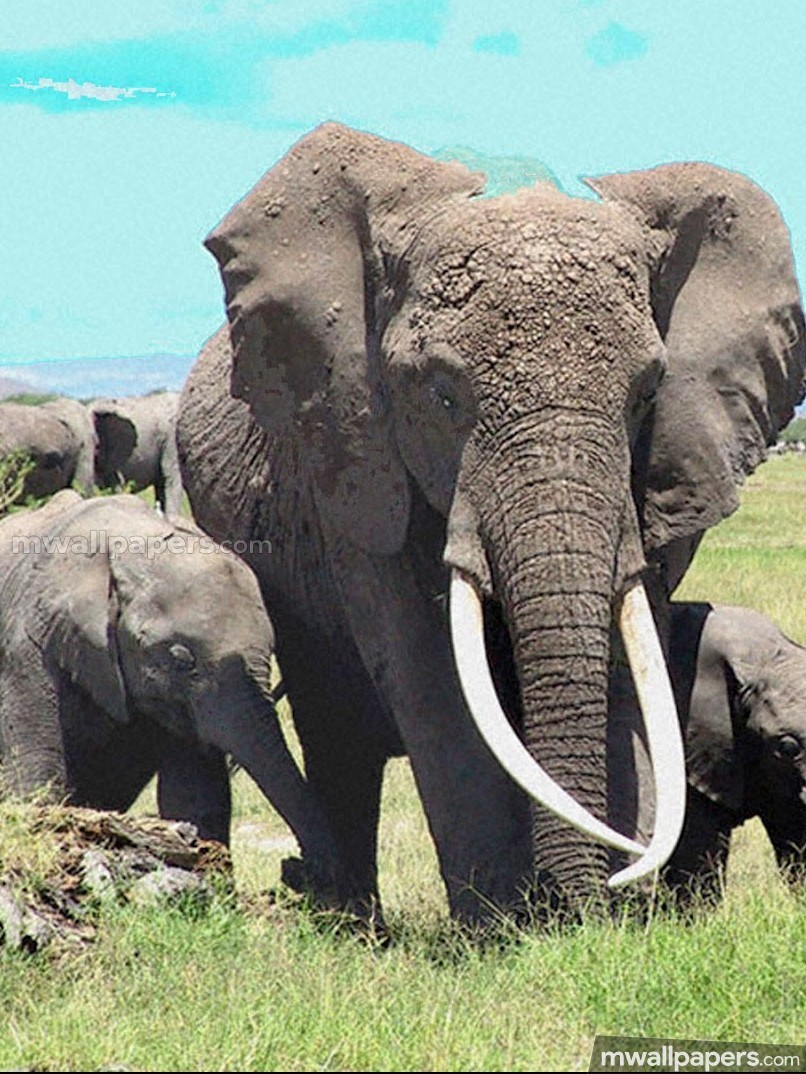 Elephants Hd Photos & Wallpapers (13107) - Endangered Wildlife In Nigeria - HD Wallpaper 