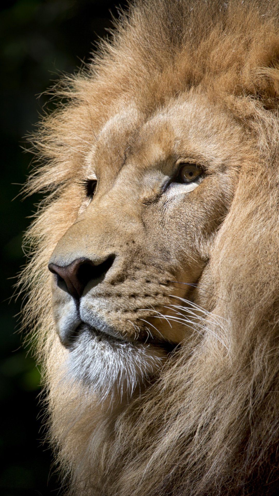 Iphone 8 Wallpaper Hd Lions - HD Wallpaper 