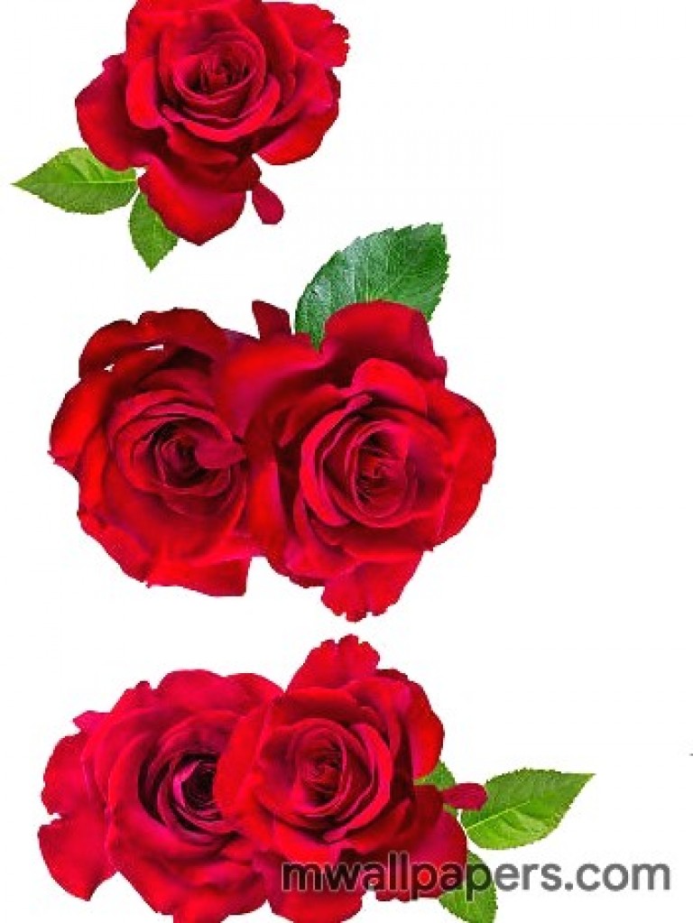 Rose Hd Wallpapers For Mobile - Mobile Hd Wallpaper Rose Flower - HD Wallpaper 