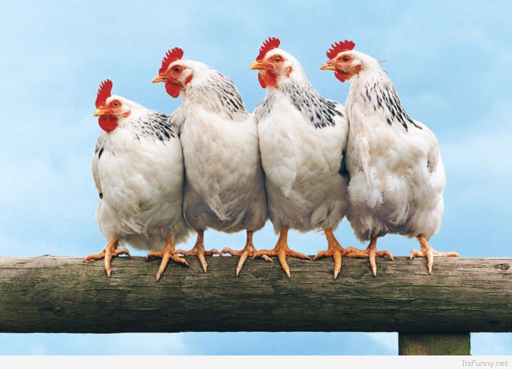 Funny Farm Animals - Funny Chickens - HD Wallpaper 