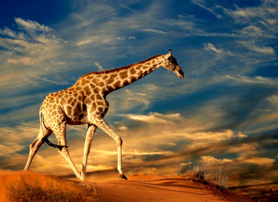 Wild Animals Images Hd - HD Wallpaper 