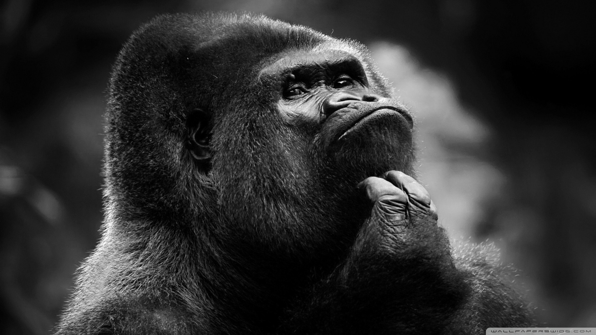 Thoughtful Gorilla Bw Â¤ 4k Hd Desktop Wallpaper For - Gorilla Bw - HD Wallpaper 