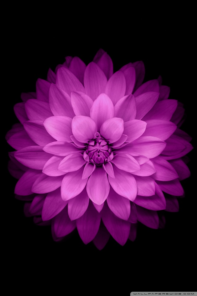 Flower Mobile Wallpaper Hd - HD Wallpaper 