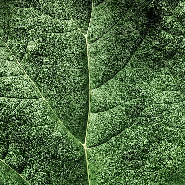 Green Leaf Photo, Topography, Explored, Hdr, Ps, Photoshop, - Close-up - HD Wallpaper 