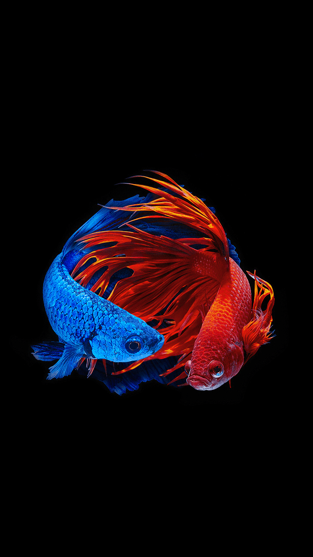 Betta Fish - HD Wallpaper 