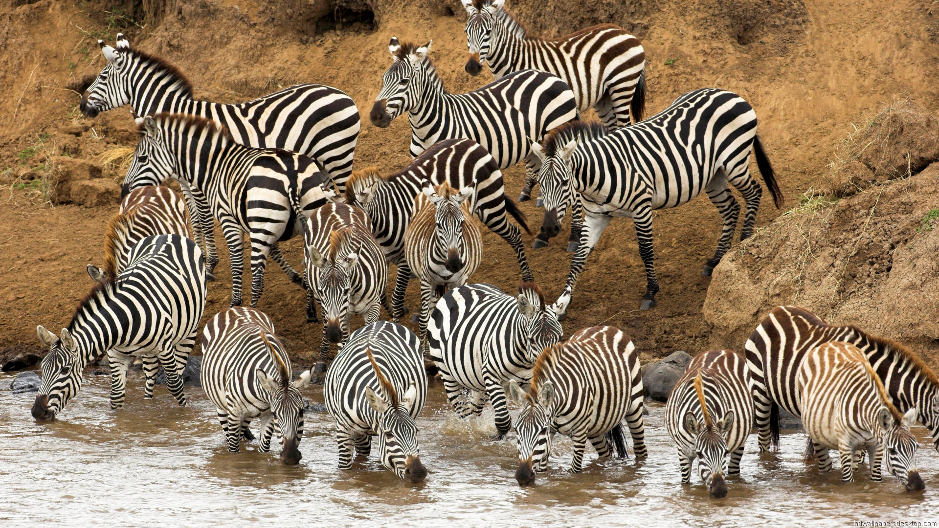 Animals Hd Wallpapers, Full Hd 1080p Wallpapers, - Hd Pictures Of Wild Animals - 1920x1080 Wallpaper Animals Hd Wallpapers, Full Hd 1080p Wallpapers, - Hd Pictures Of Wild Animals - 1920x1080 Wallpaper