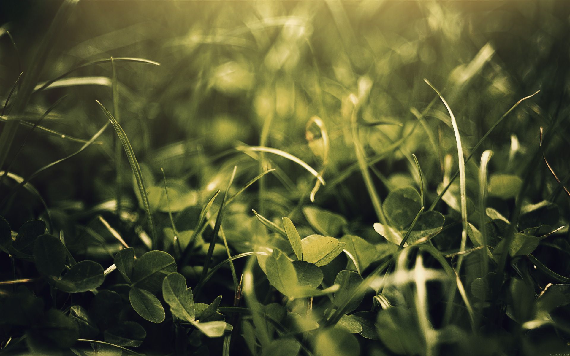 Nature Leaves Of Grass - HD Wallpaper 