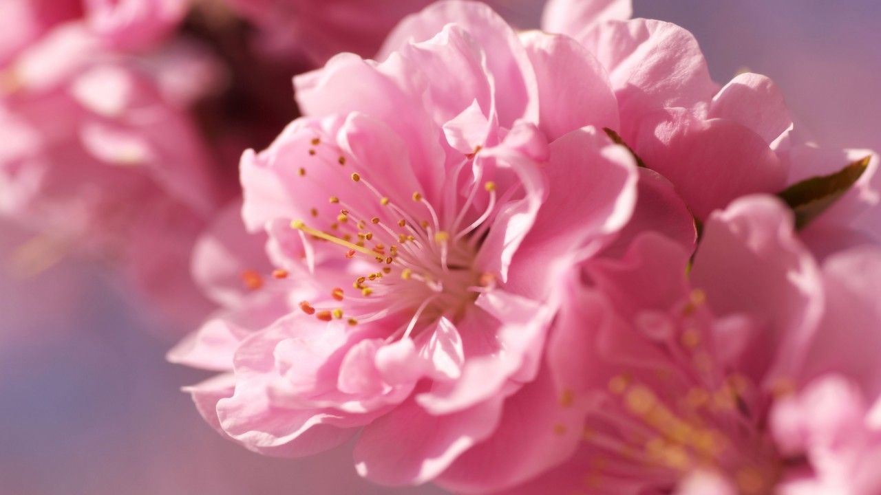 Plum Blossom Hd - 1280x720 Wallpaper Plum Blossom Hd - 1280x720 Wallpaper