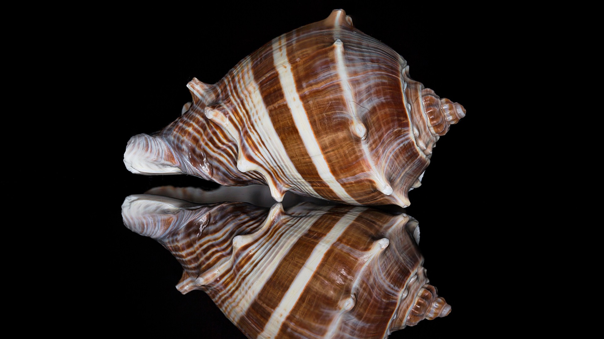 Seashell - HD Wallpaper 