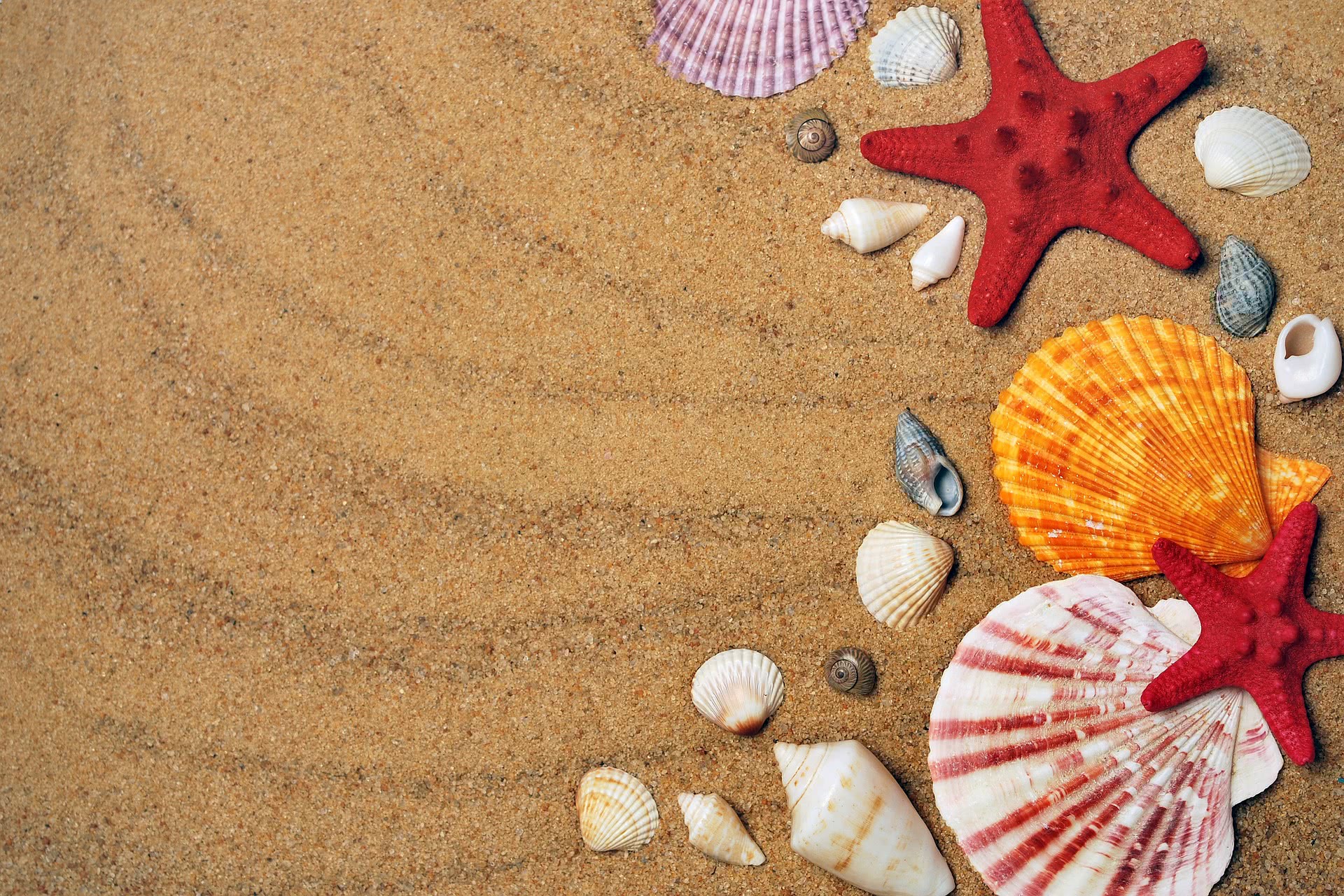 Beach Shells Wallpaper - Beach Shells - HD Wallpaper 