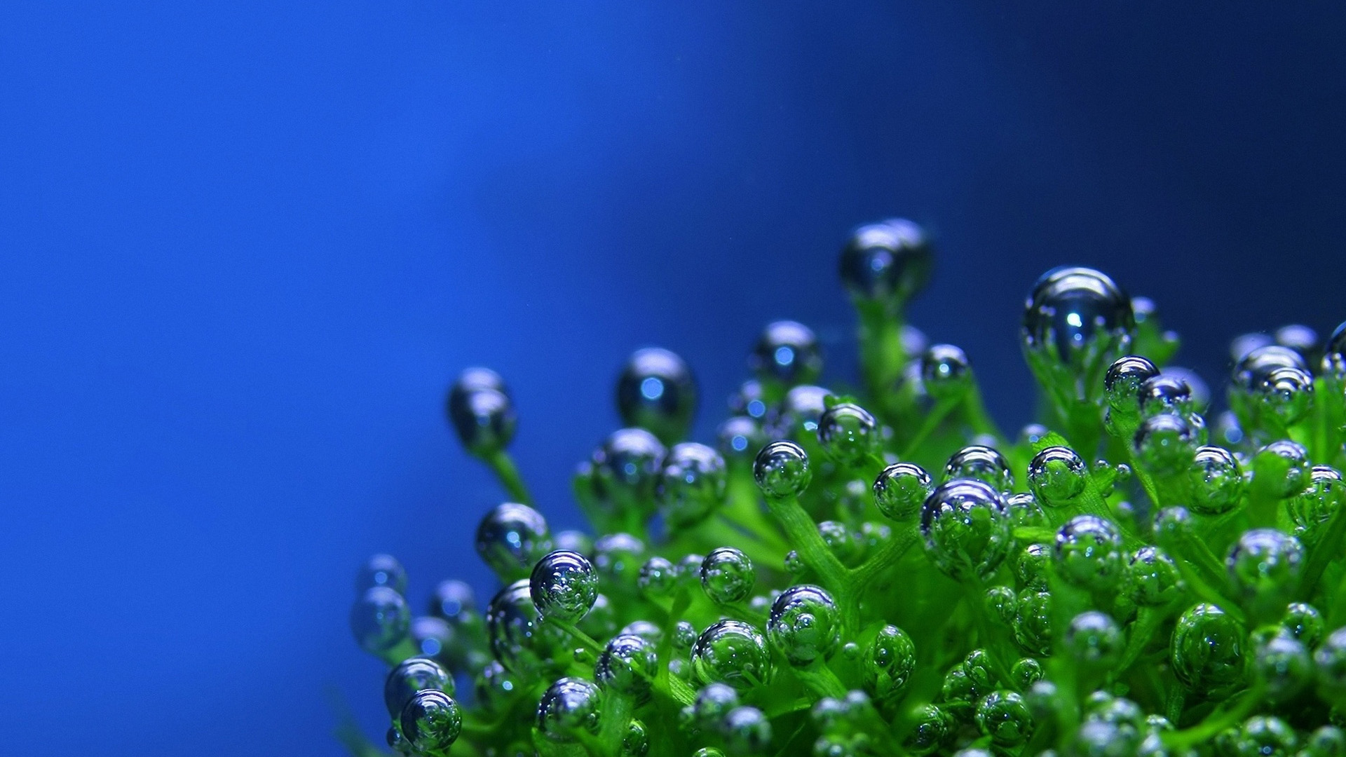 Plant Bubbles - HD Wallpaper 